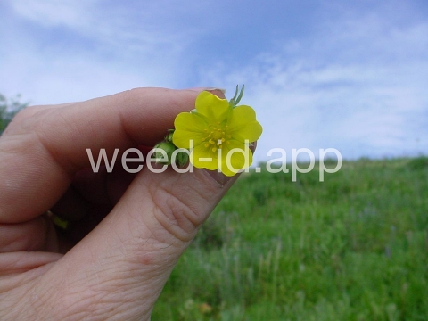 cinquefoil, slender